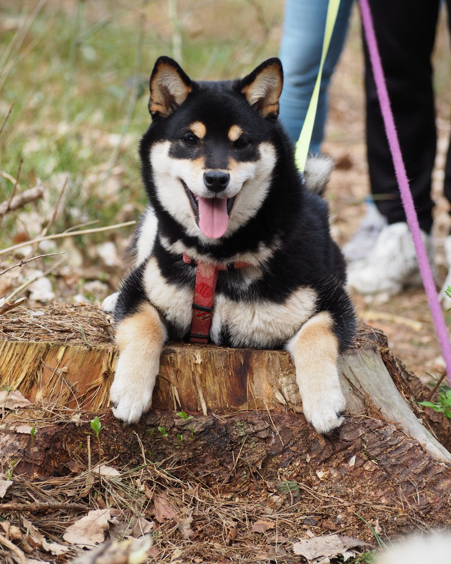 IMG_20240406_175520_039[1]